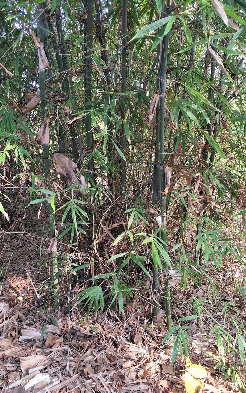 Bambusa burmanica,