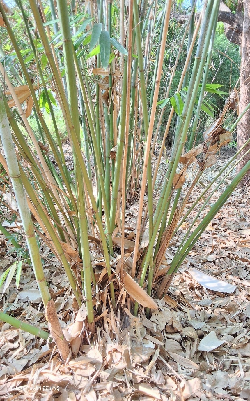 Bambusa longispiculata