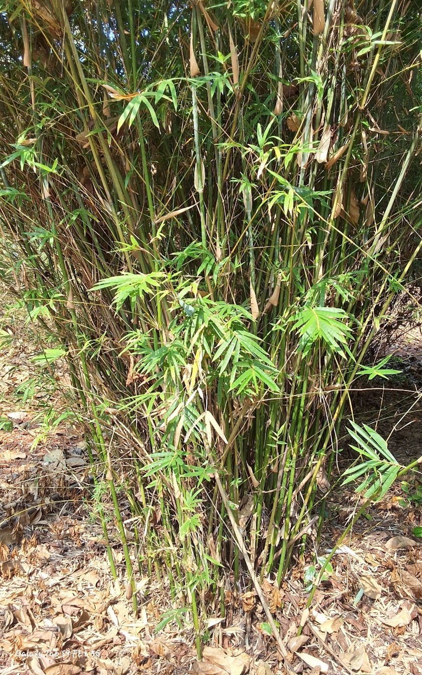 Bambusa multiplex