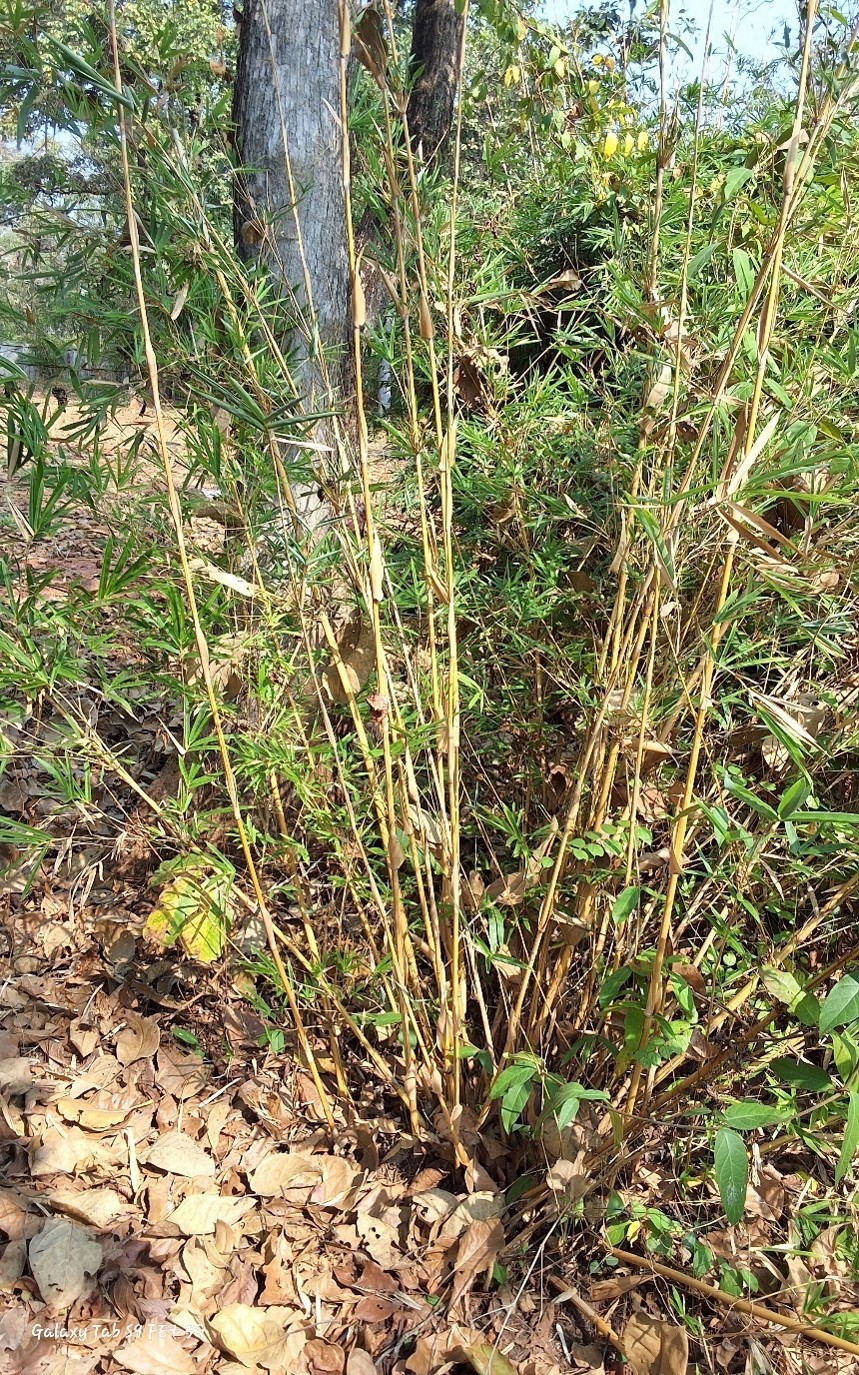 Bambusa multiplex 'Alphonse Karr',