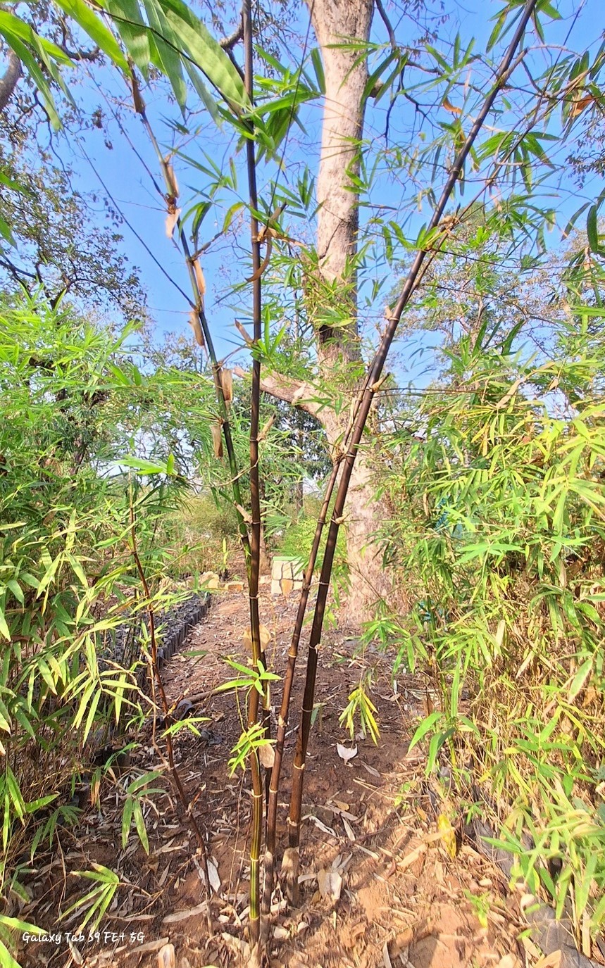 Bambusa vulgaris var. black,