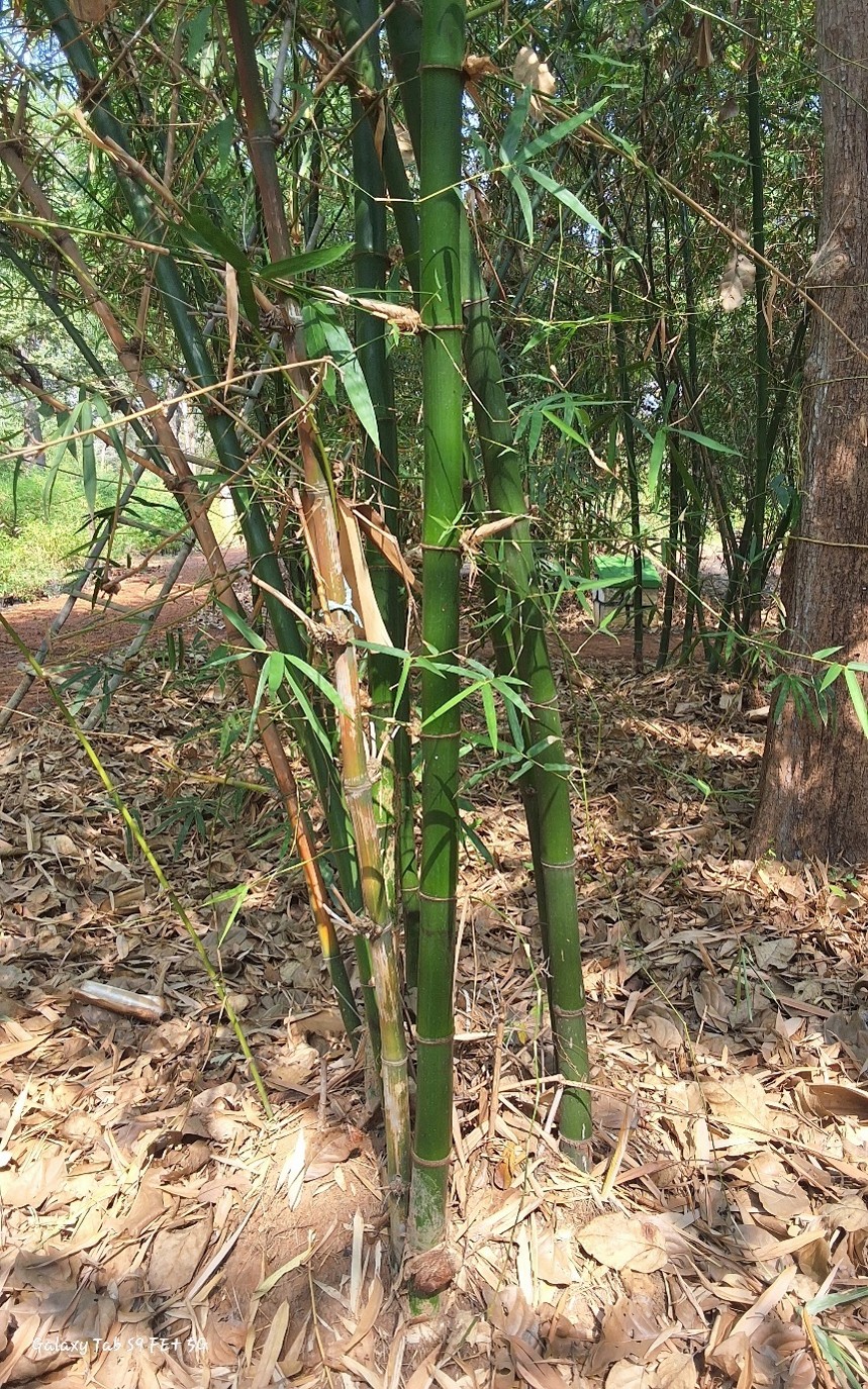 Bambusa vulgaris var. kawad idi,