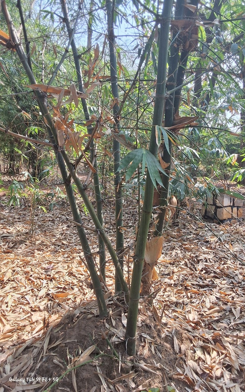 Dendrocalamus brandisii