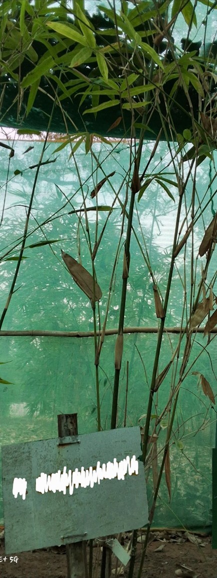 Dendrocalamus calostachys