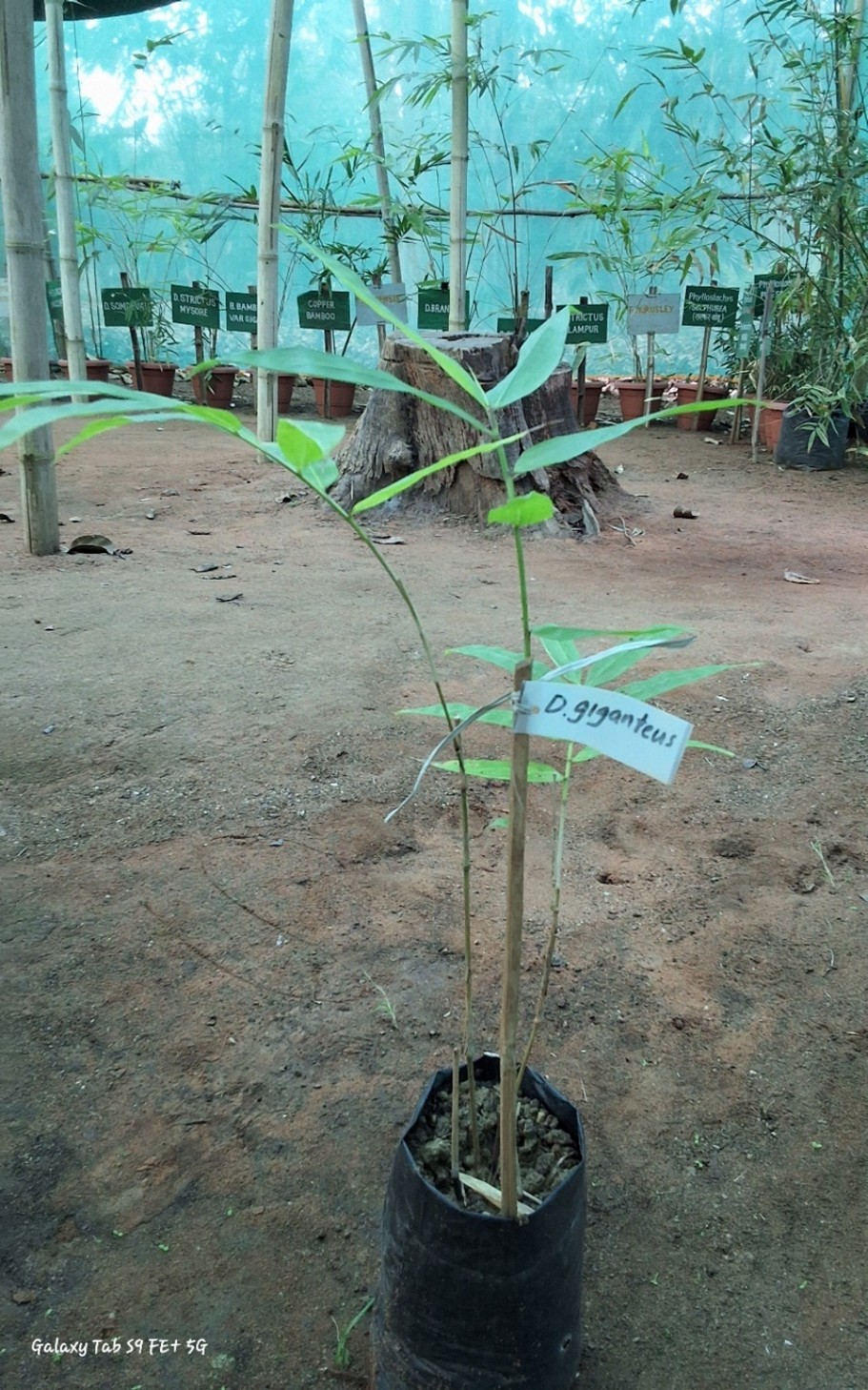 Dendrocalamus giganteus