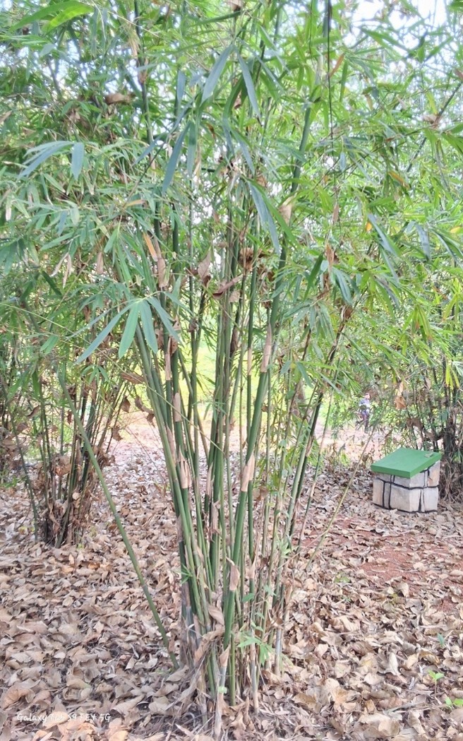 Dendrocalamus hemiltonii