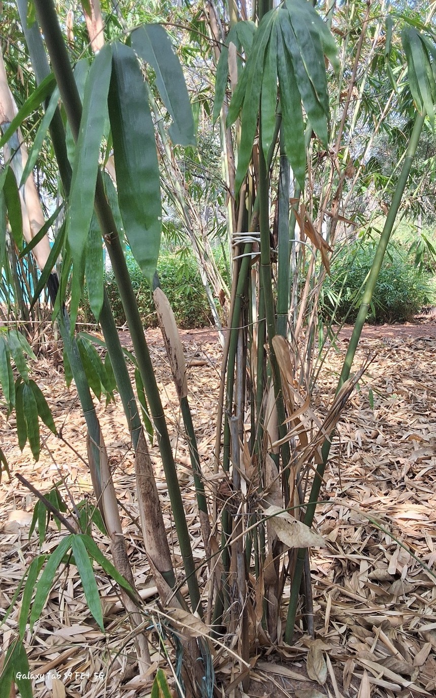 Dendrocalamus longispathus