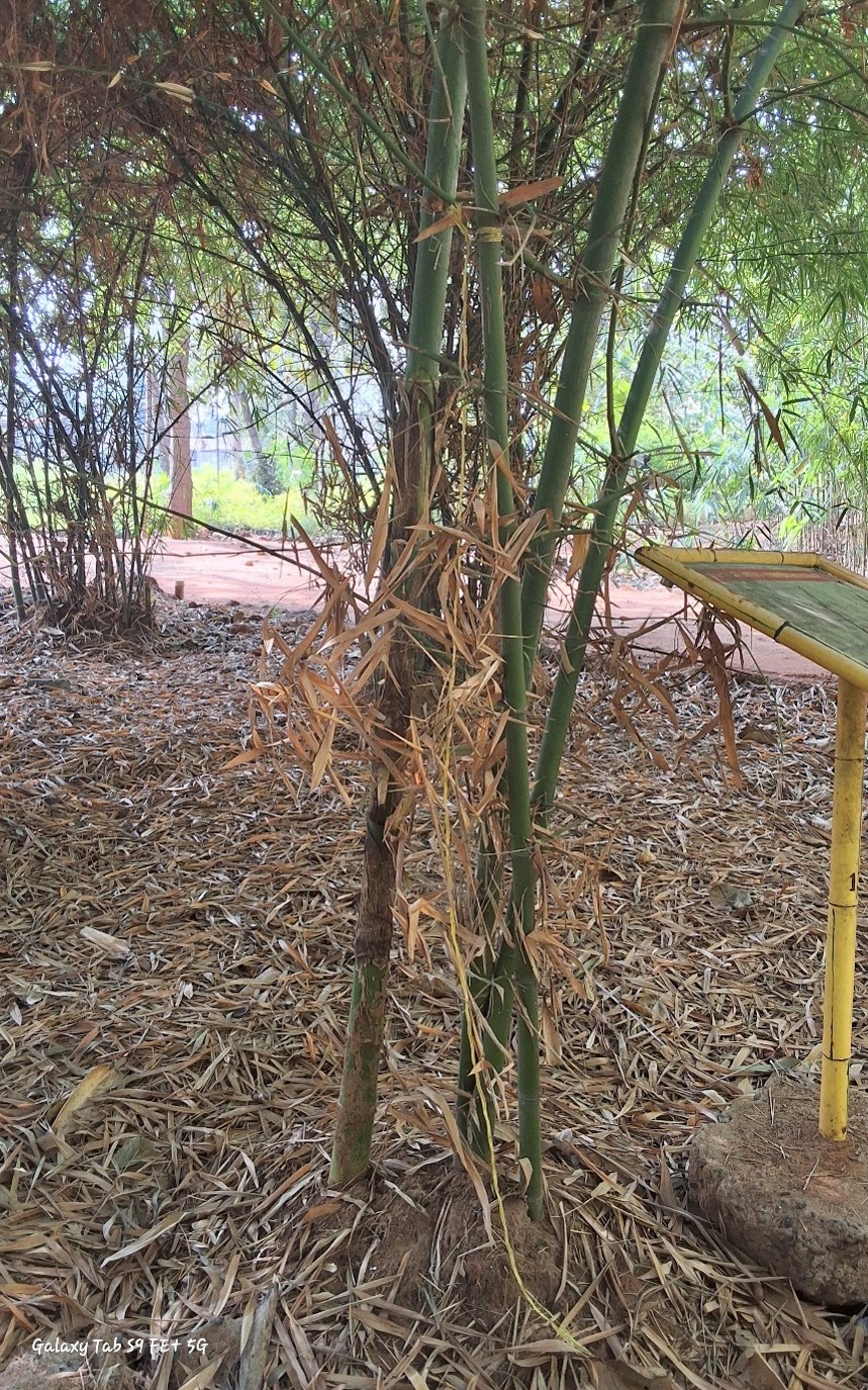 Dendrocalamus membranaceus