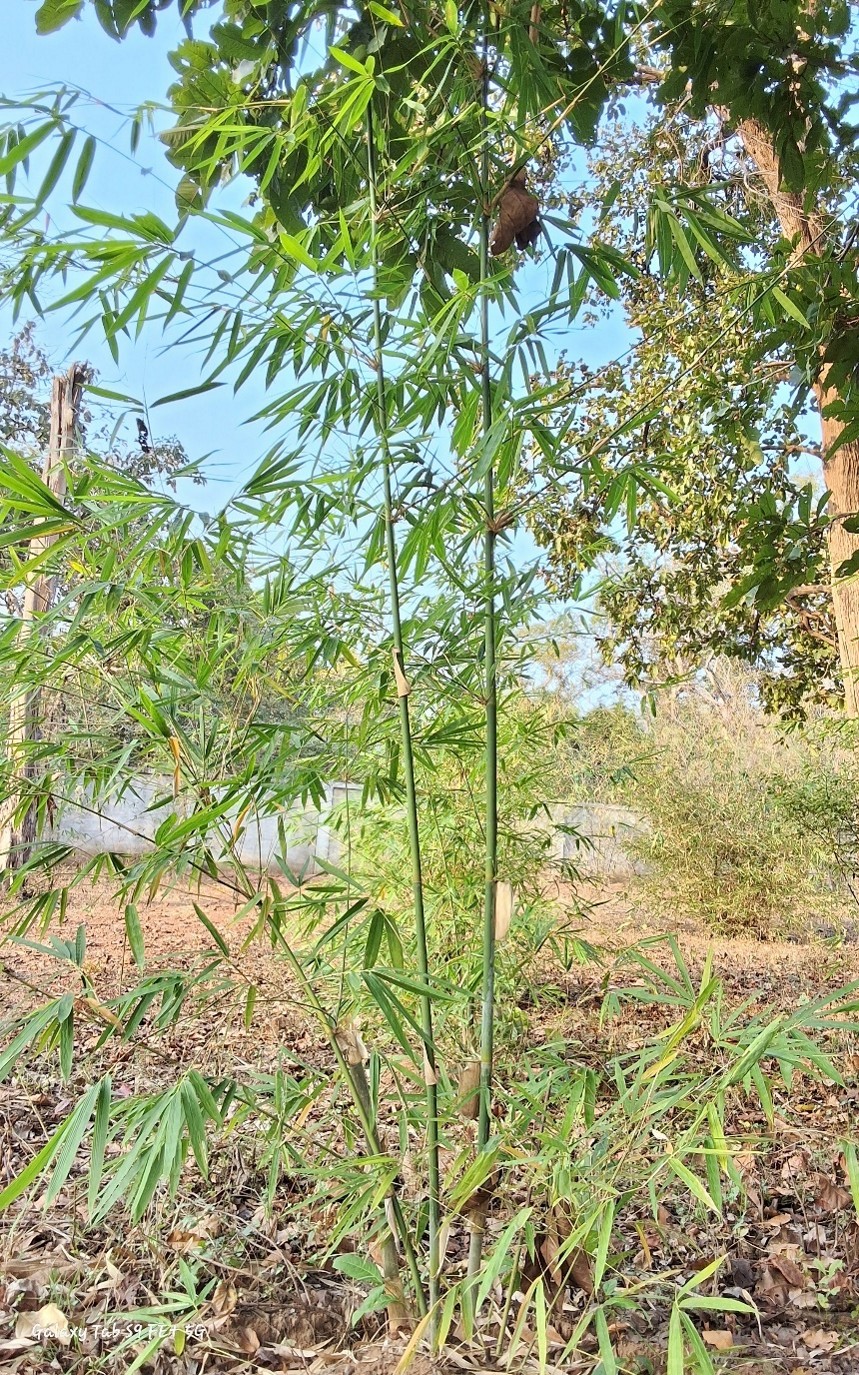 Dendrocalamus mizorameana