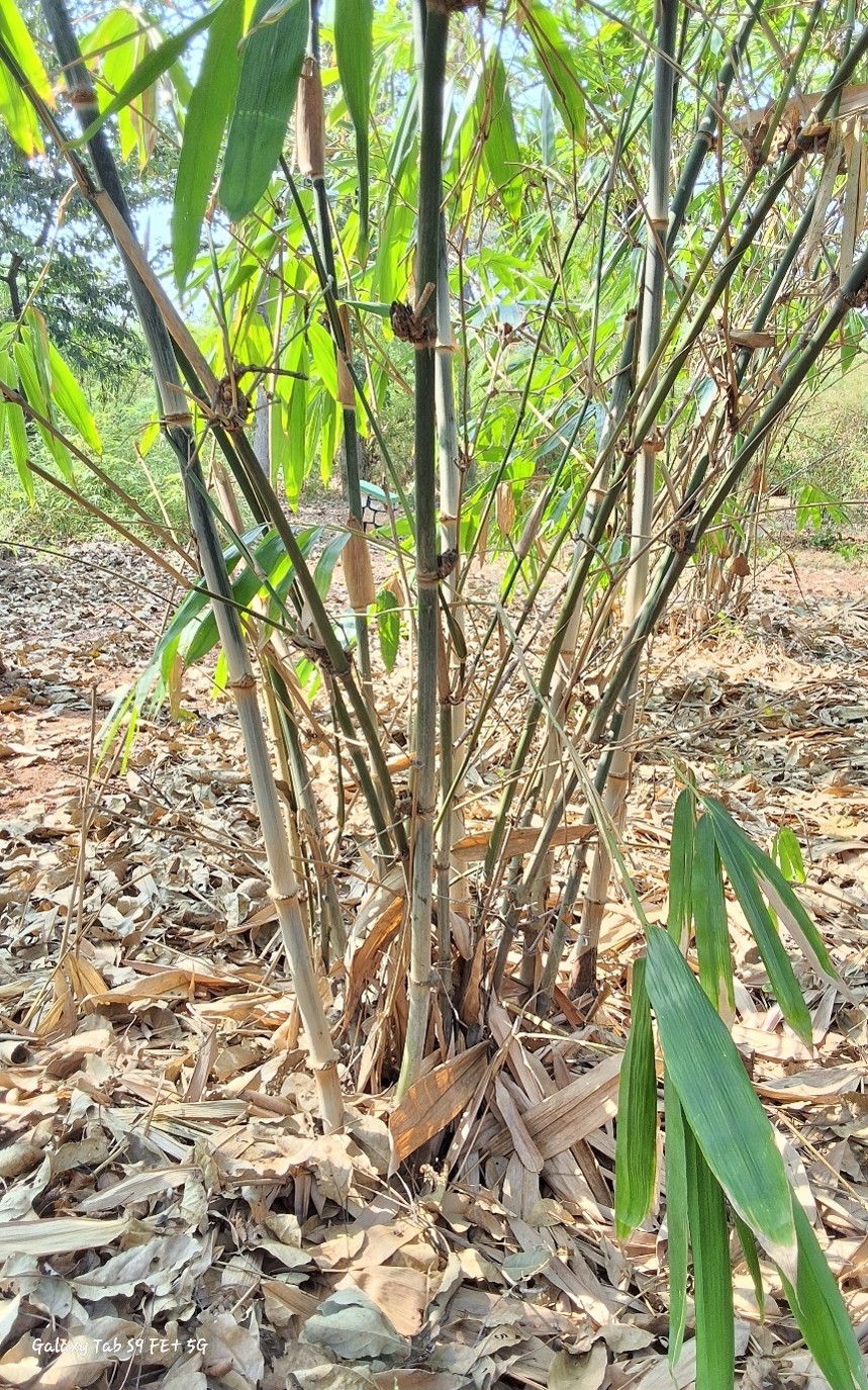 Dendrocalamus sikkimensis