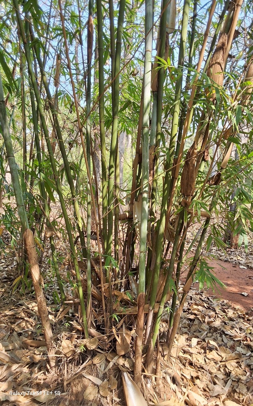 Dendrocalamus somdevai
