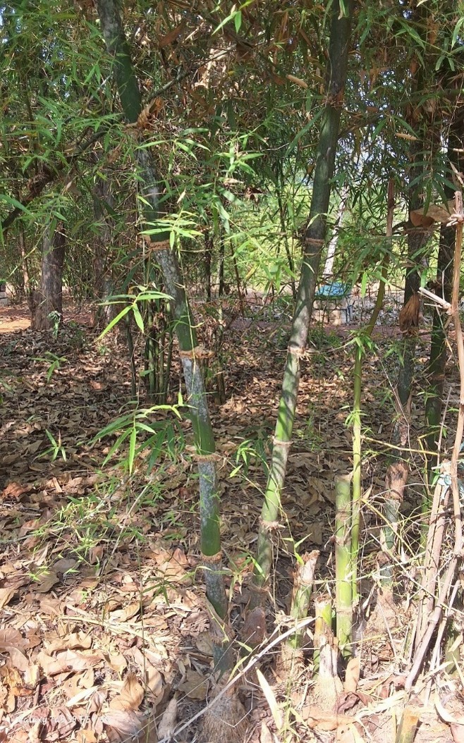 Dendrocalamus strictus