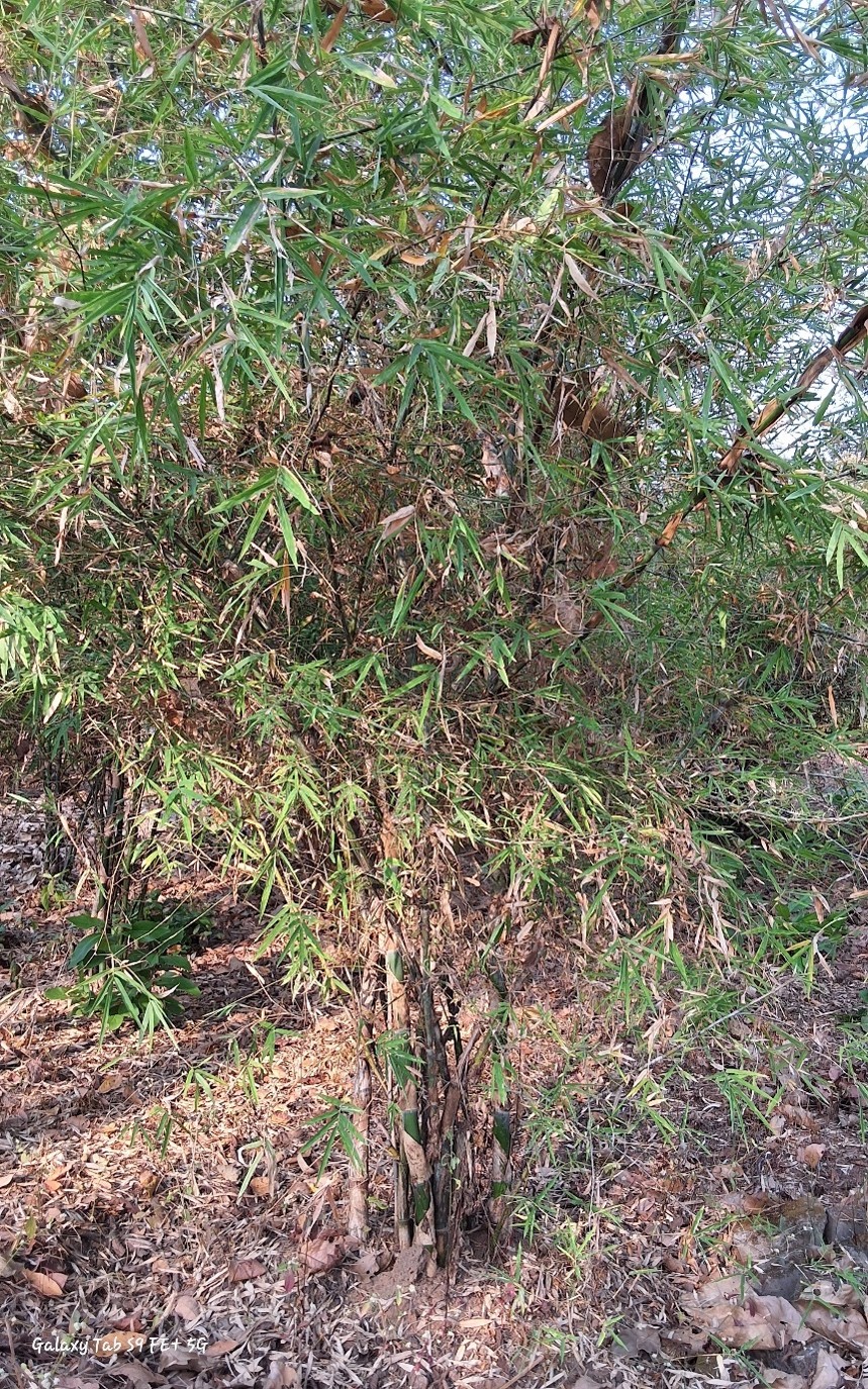 Dendrocalamus strictus var. mysore