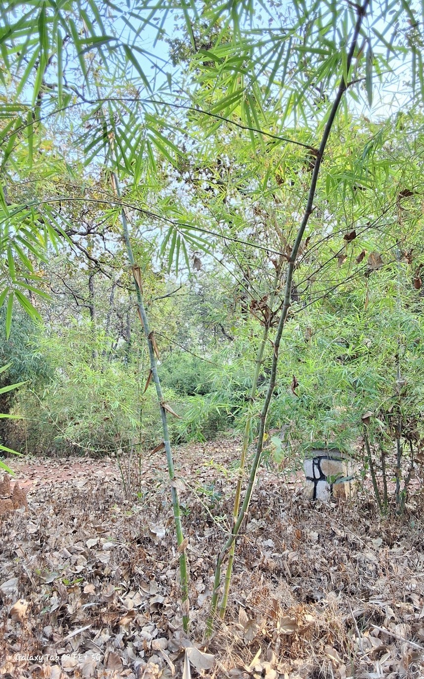 Dendrocalamus strictus var. Nilambur