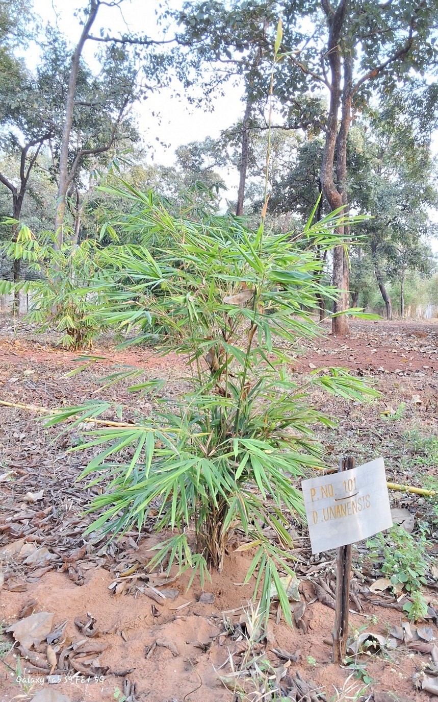 Dendrocalamus yunnanensis