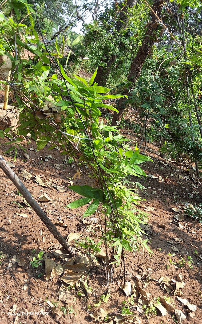 Dinochloa andamanica(Climber Bamboo)