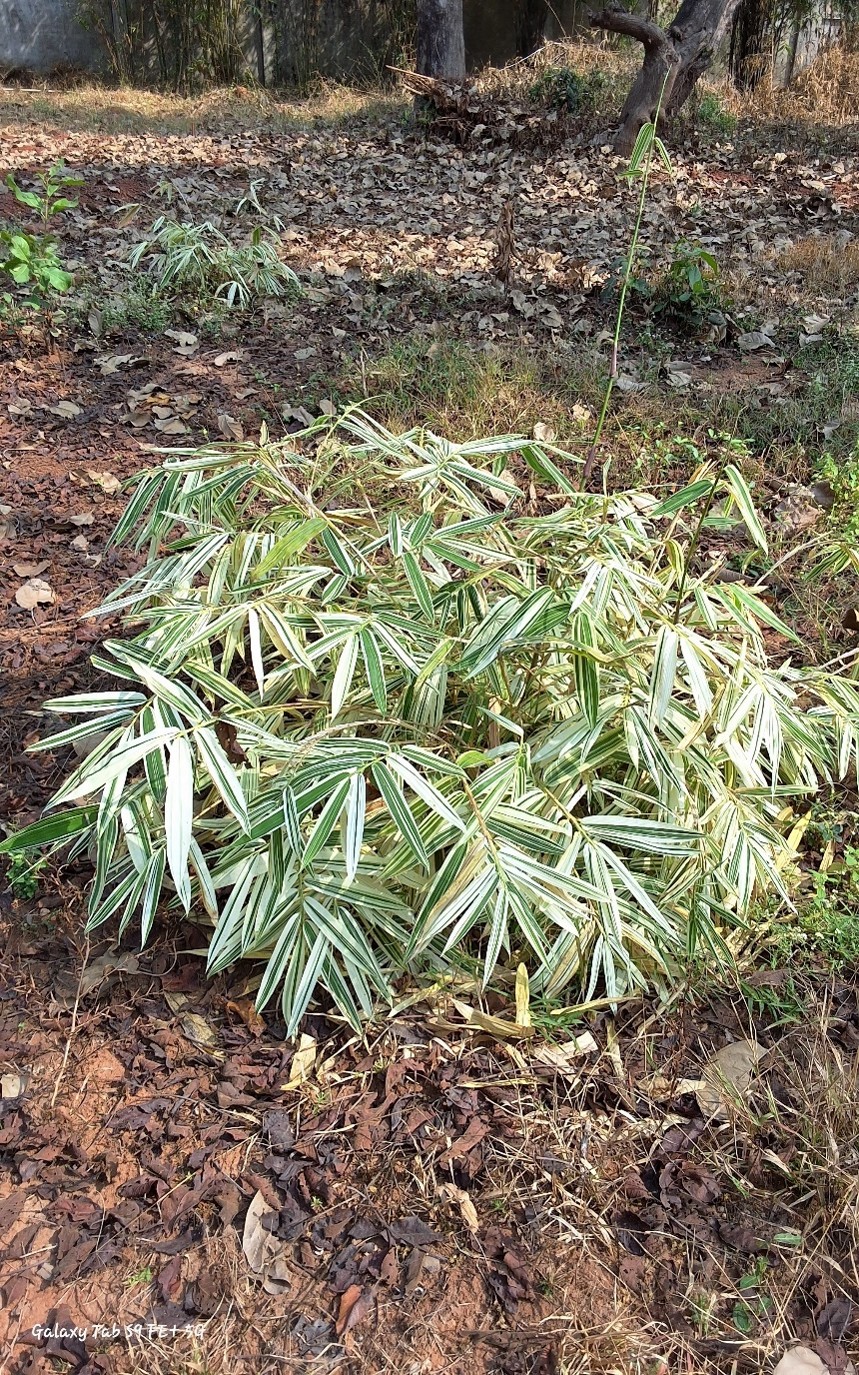 Fargesia dracocephala