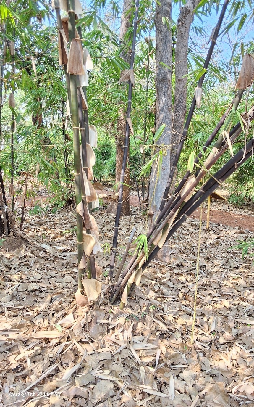 Gigantochloa atroviolacea