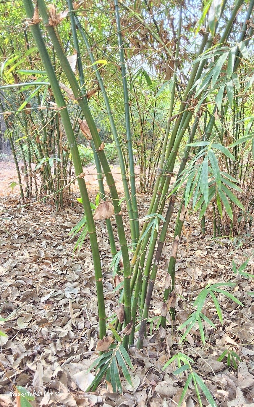 Gigantochloa macrostachya