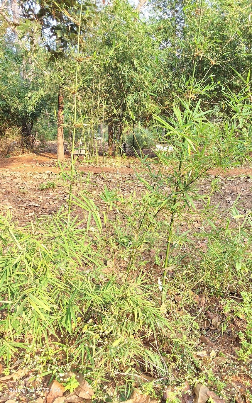 Gigantochloa albocilliata