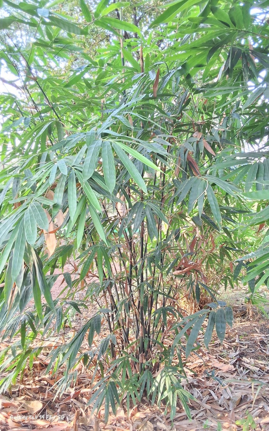 Gigantochloa rostrata