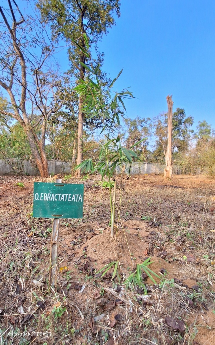 Ochlandra ebracteata