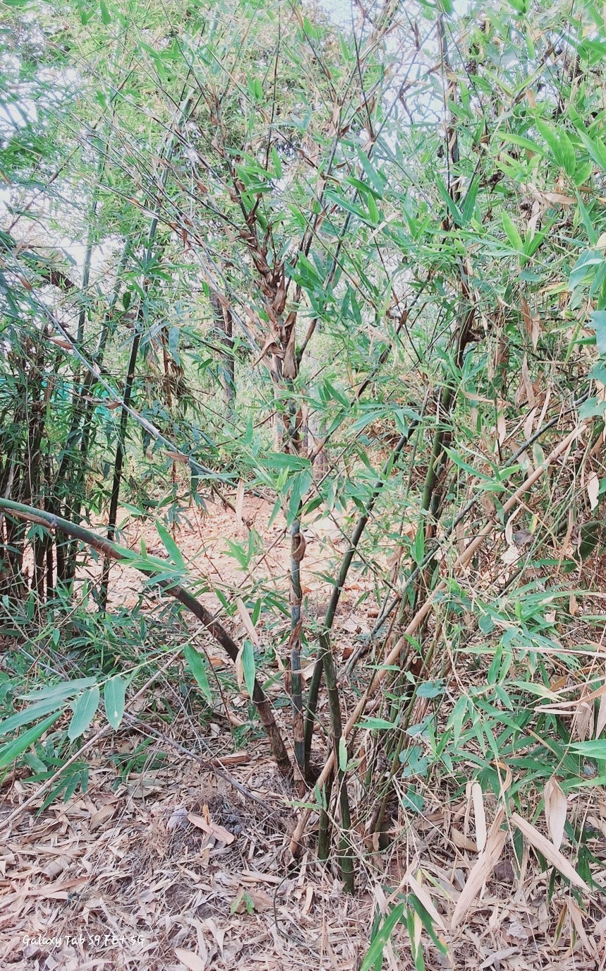 Ochlandra scriptoria