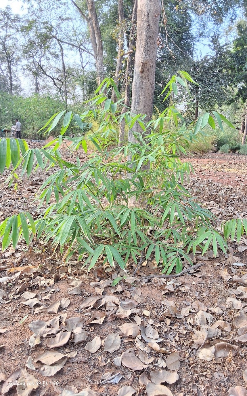 Ochlandra travancorica