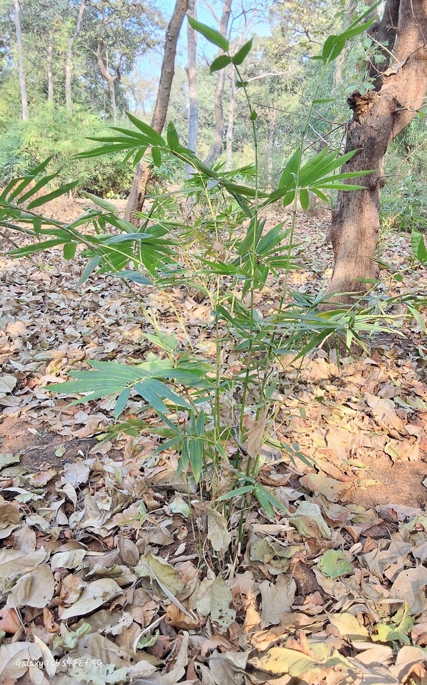 Oxytenanthera abyssinica