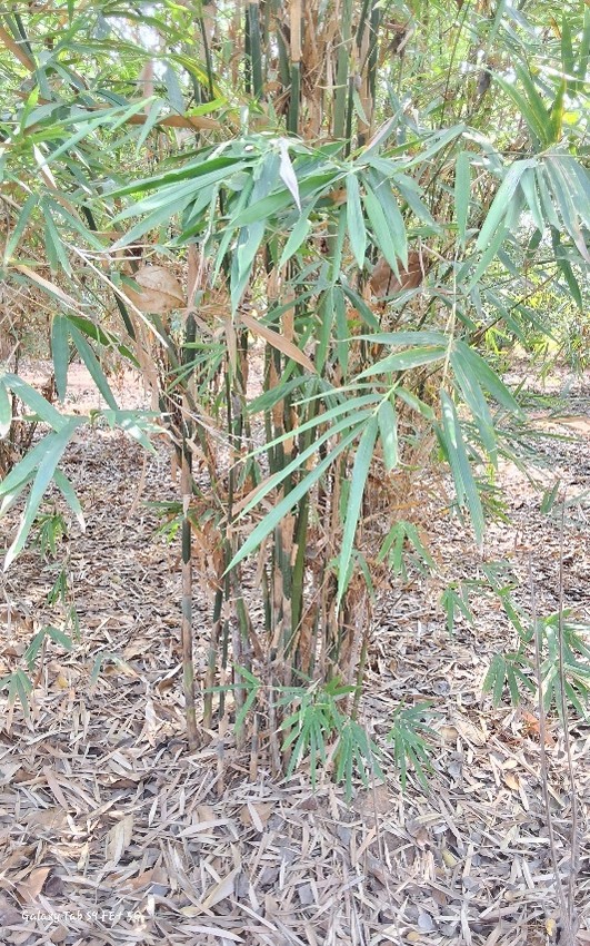 Oxytenanthera pervifolia