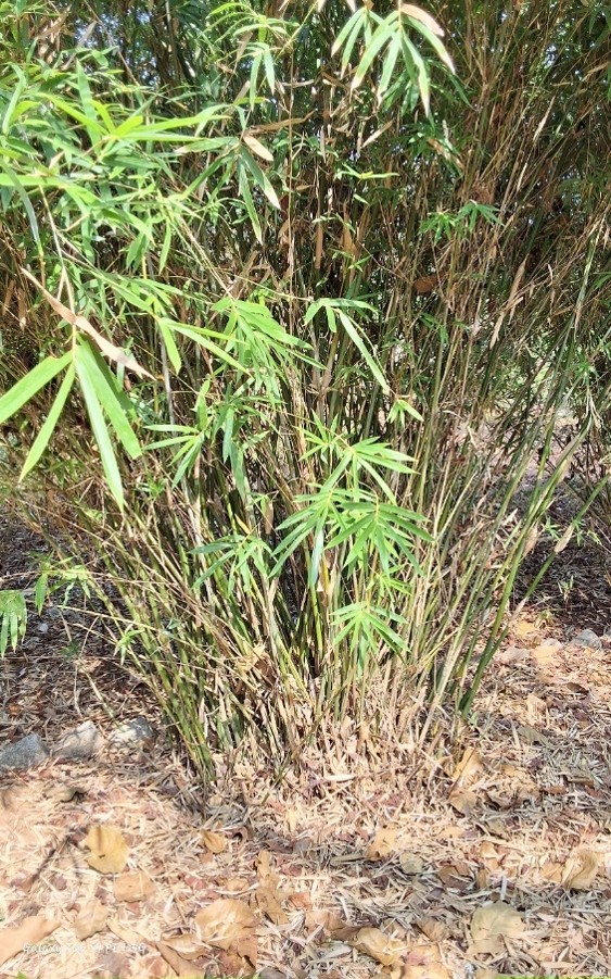 Phyllostachys mannii