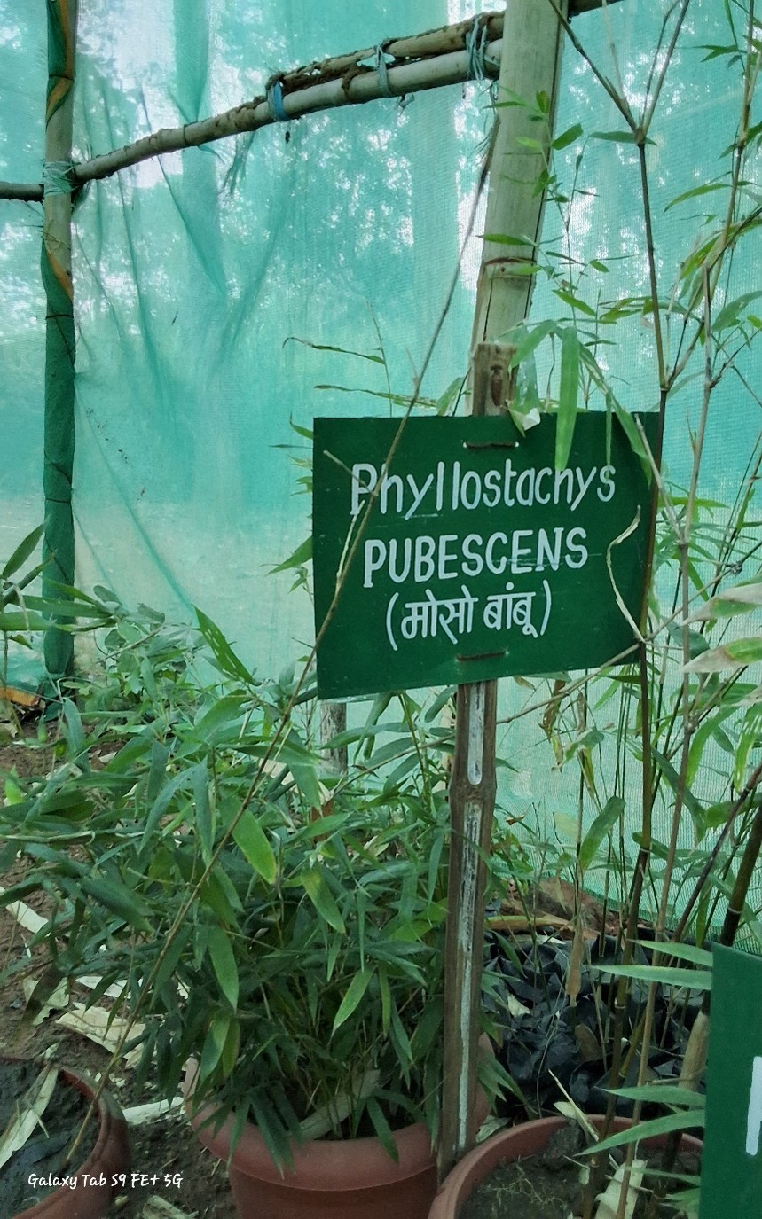 Phyllostachys pubescens