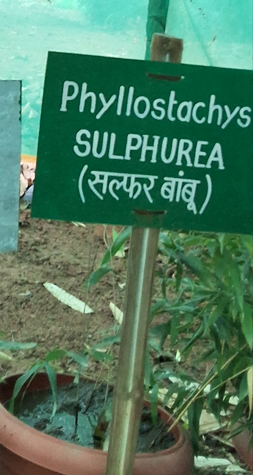 Phyllostachys sulphurea