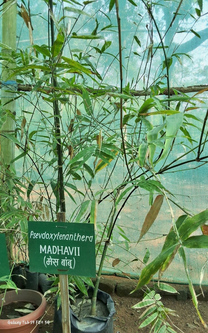 Pseudoxytenanthera madhavi