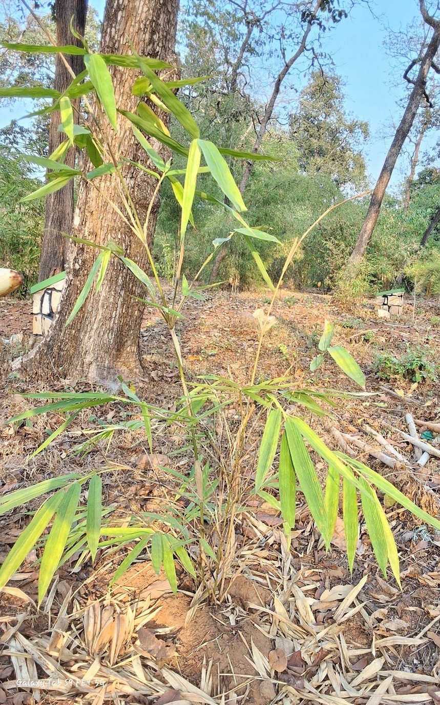 Pseudoxytenanthera ritcheyi