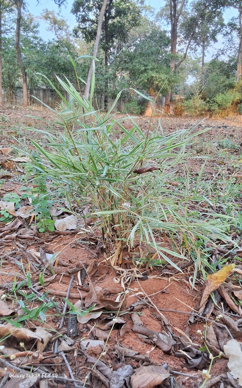 Sasa fortunei variegata