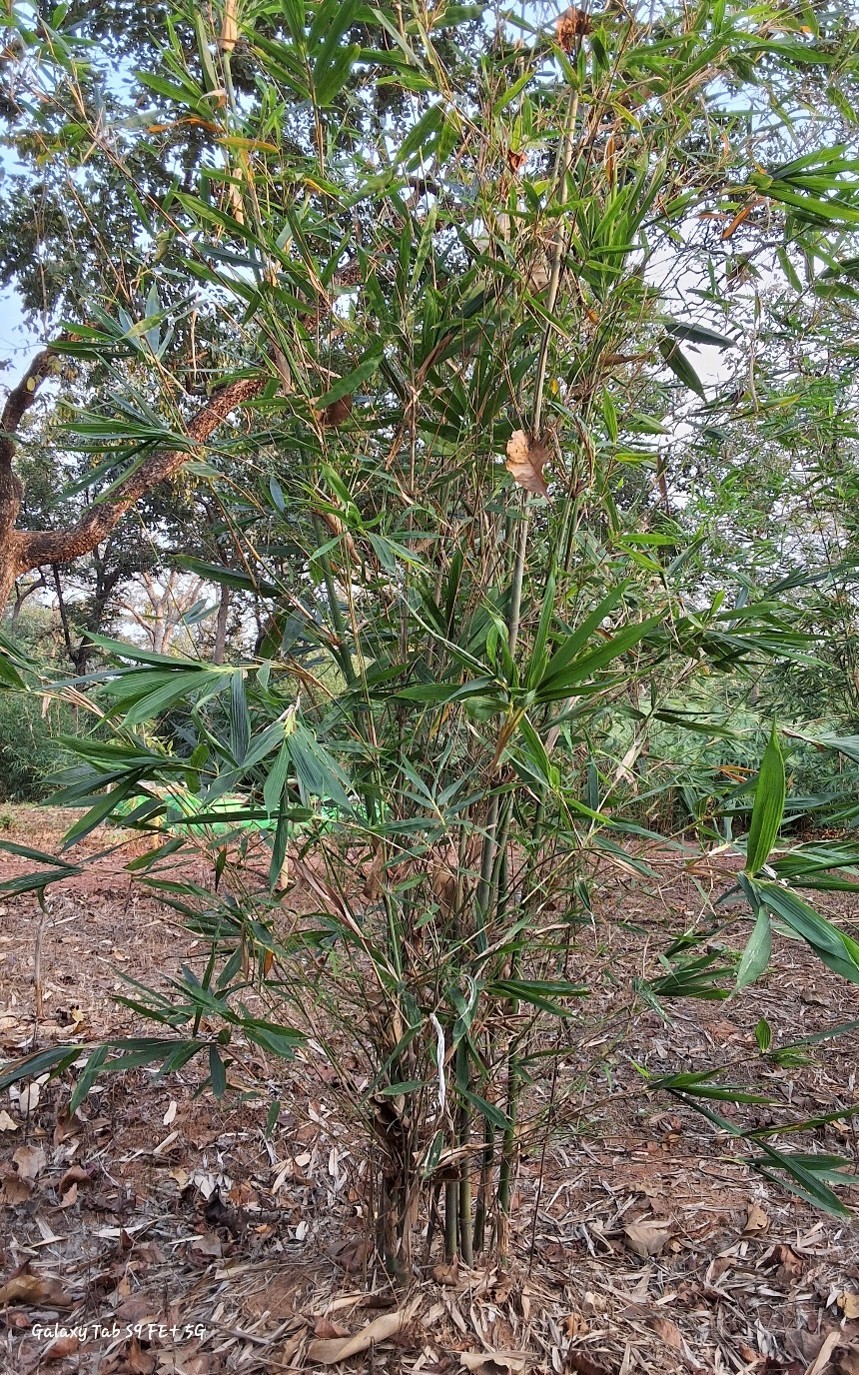 Schizostachyum beddomie