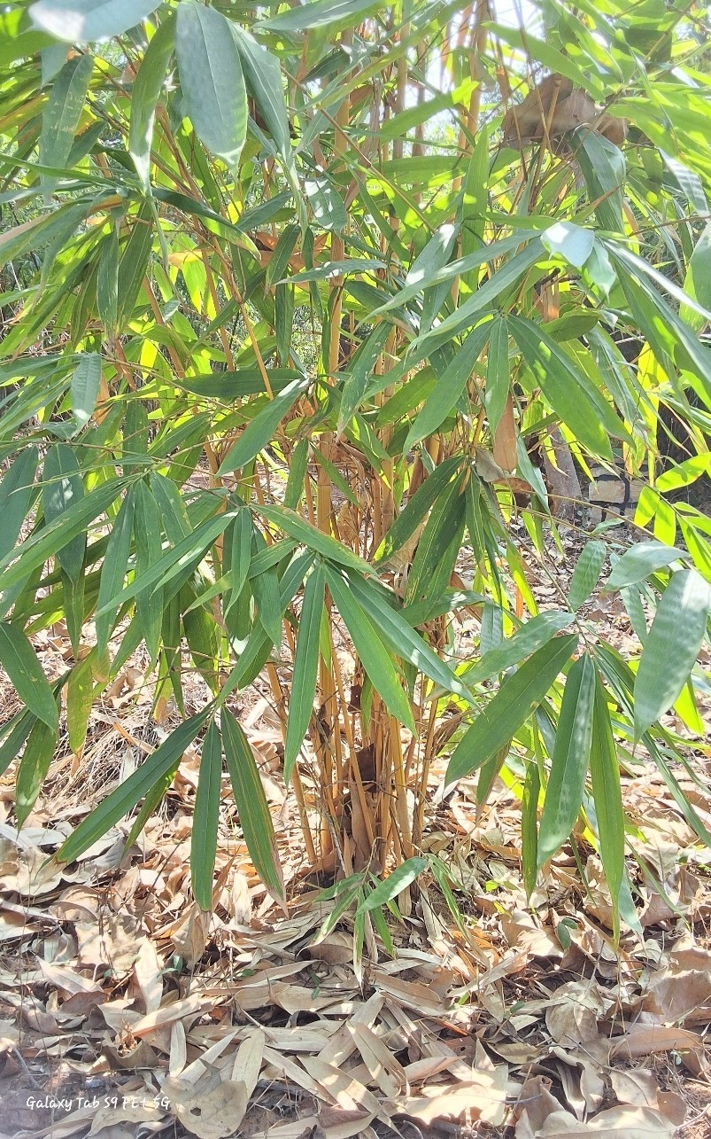 Schizostachyum brachyeladum