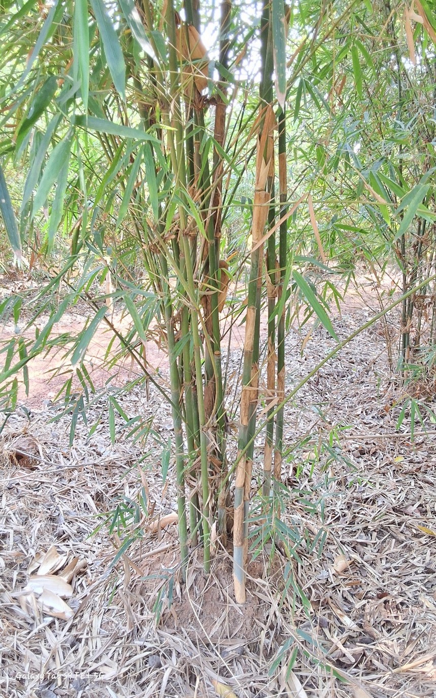 Schizostachyum dullooa