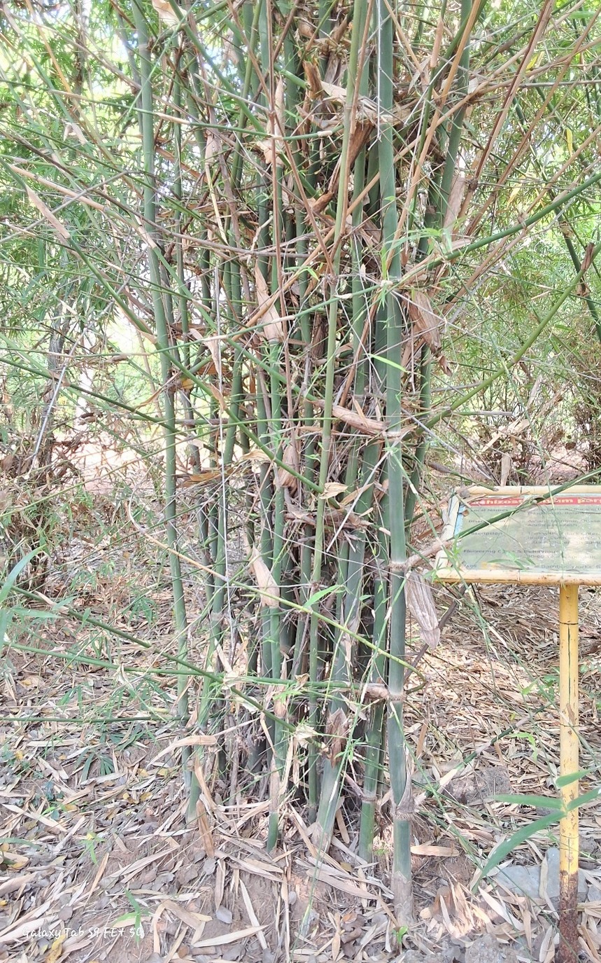 Schizostachyum pergracile