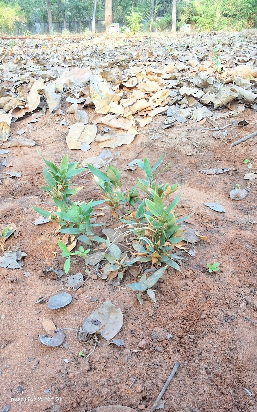 Dendrocalamus Chinensis