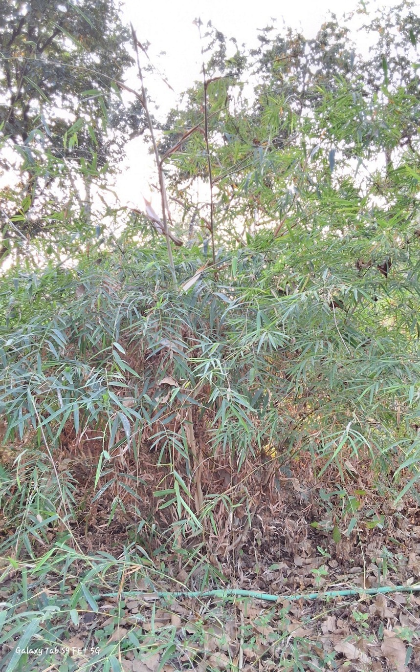 Thyrsostachys siamensis