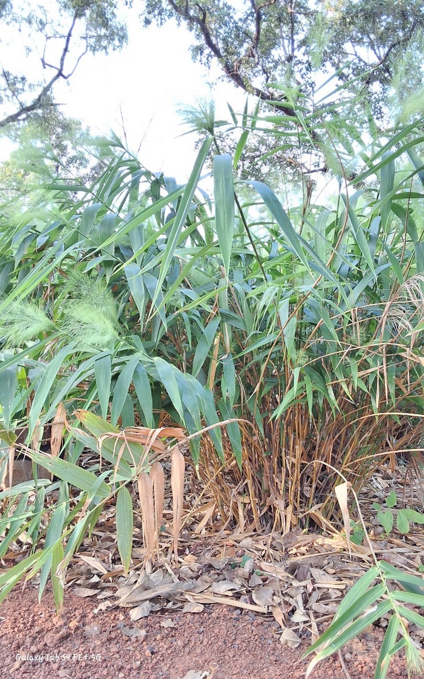 Thyrsostachys maxima,