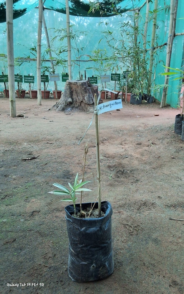 Hibano bambusa tranquillans