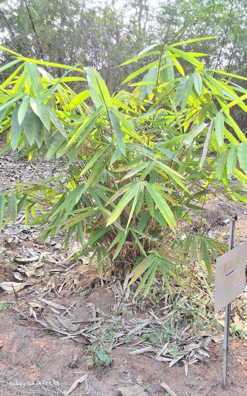 Gigantochloa Nigrocillita