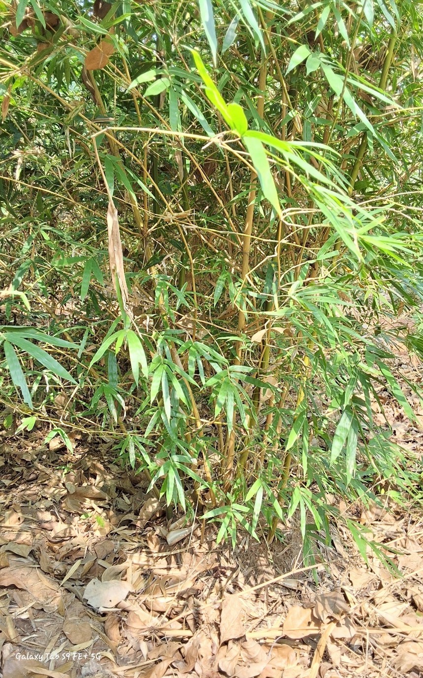 Bambusa ventricosa 'Kimmei',