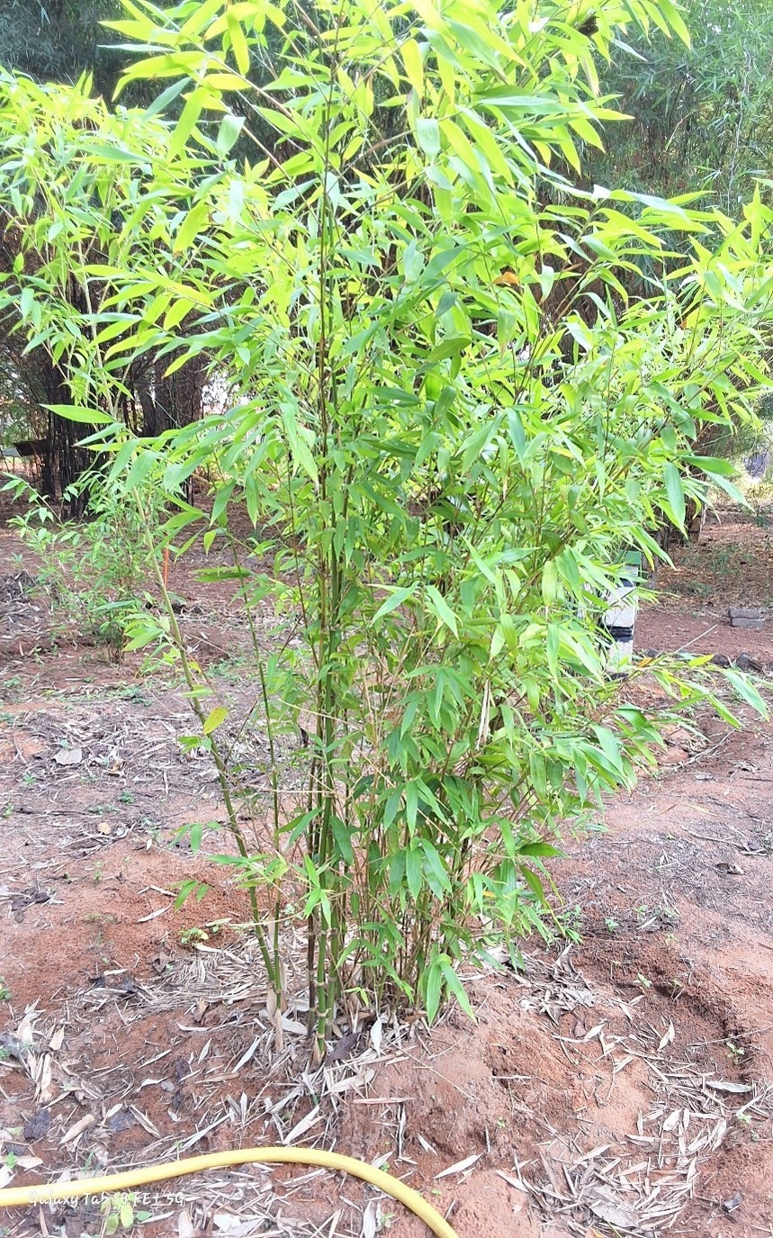 Giant Thorny Bamboo