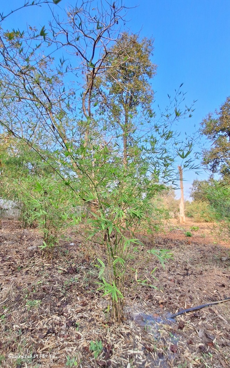 Bambusa bamboos var. gigantia