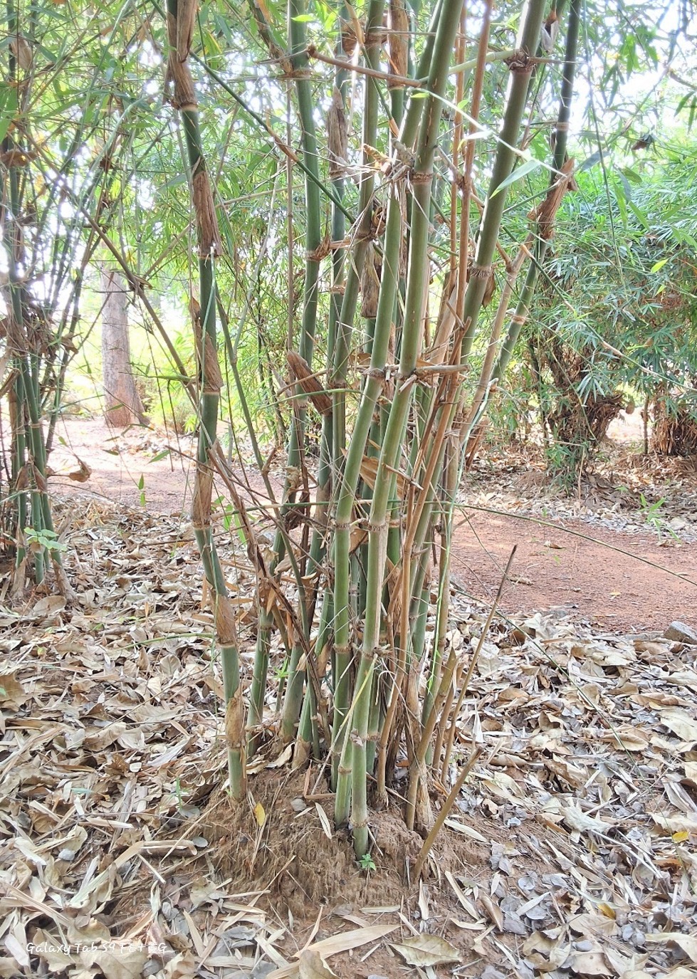Bambusa tulda var. striata