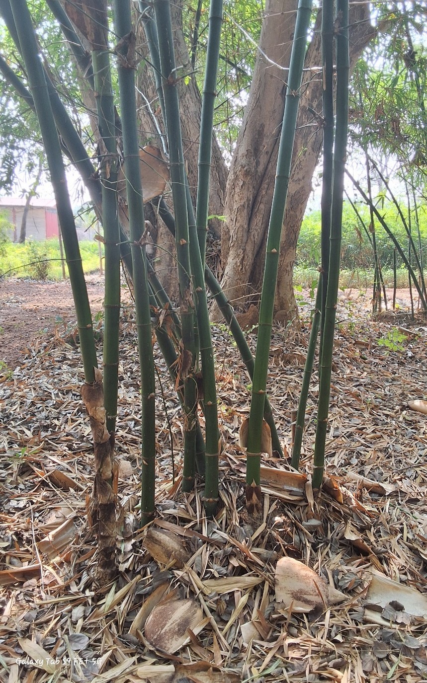 Bambusa vulgaris(Green)